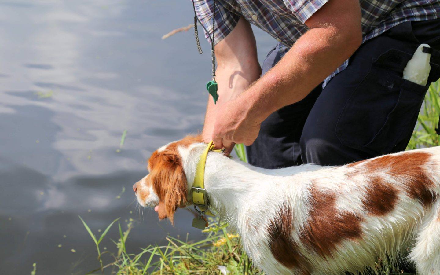 a man holding the collar of a white dog with brown spots